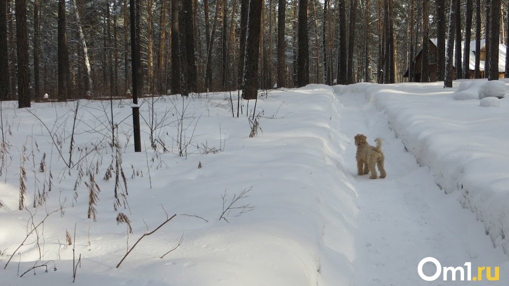 Морозы до -28 градусов обрушатся на Новосибирск в ближайшую неделю