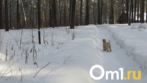 Морозы до -28 градусов обрушатся на Новосибирск в ближайшую неделю