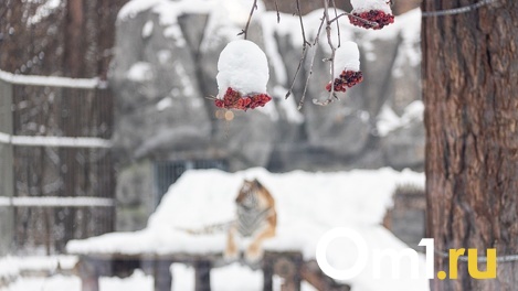 Похолодание до -22 градусов ждёт новосибирцев после оттепели