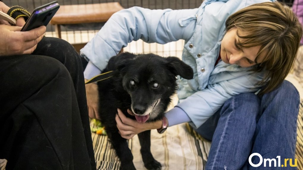 «У них тоже есть шанс»: животных-инвалидов представили на ярмарке-раздаче в Новосибирске