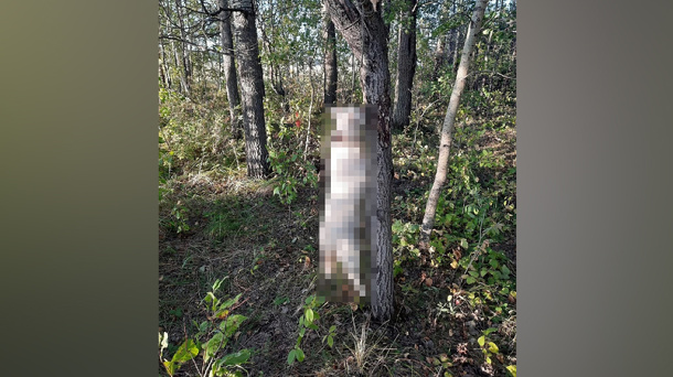 «Пусть у обидчиков руки отсохнут!»: висящее на дереве тело собаки нашли под Новосибирском