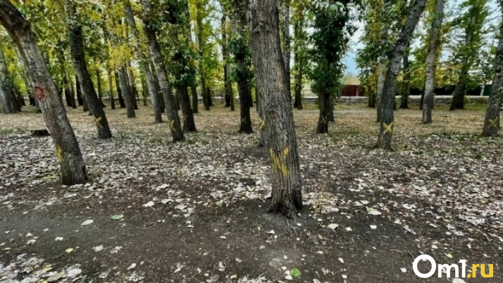В парке 30-летия ВЛКСМ вырубили деревья «в целях повышения комфорта» омичей