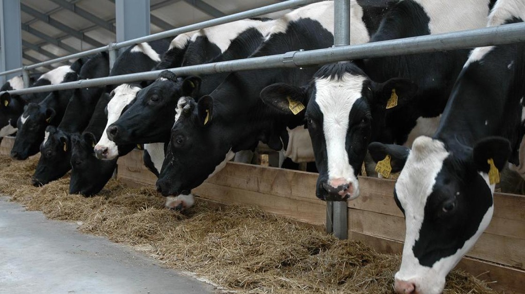 На две молочные фермы в Омской области потратят 3,5 млрд рублей