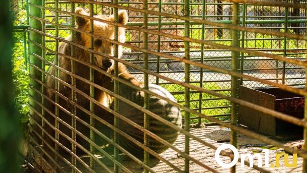 Подкармливают местные: в закрывшемся зоопарке нашли брошенную медведицу