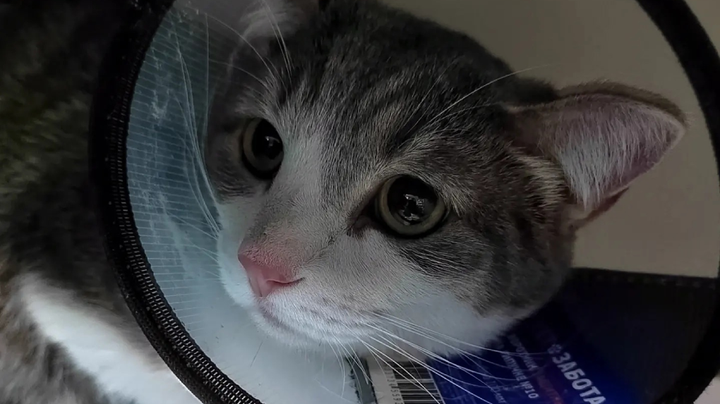 Спасённого из-под завалов кота Митю с обмороженными лапками прооперировали в Новосибирске