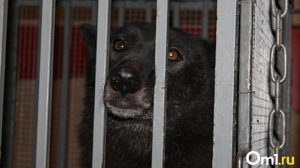 За 2022 год в Новосибирске отловили 665 бездомных собак