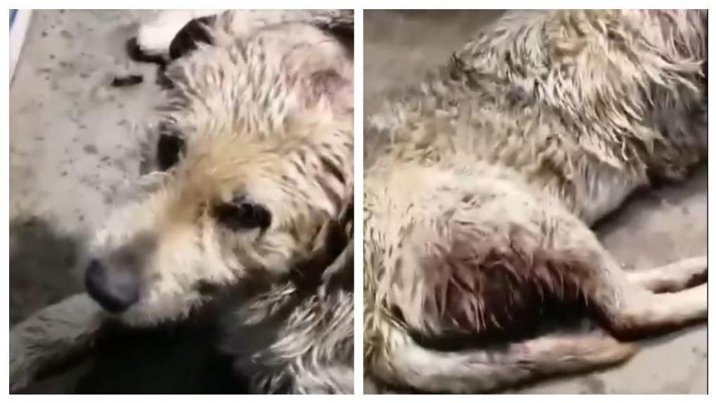 «Его рвали собаки»: искусанный пёс умер на руках новосибирских волонтёров
