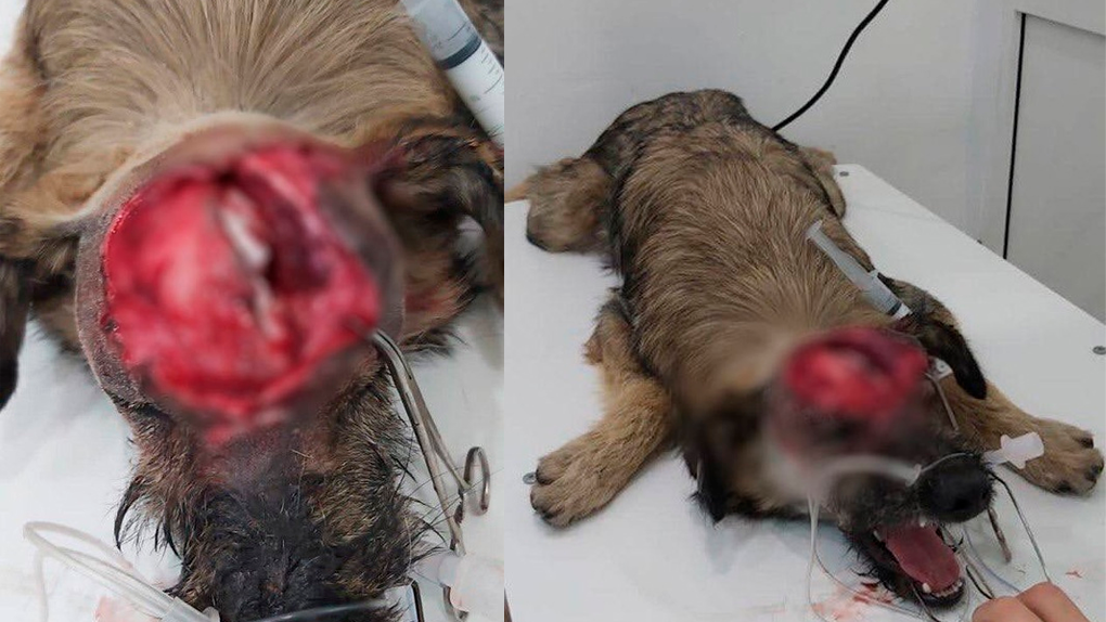 Испытала адскую боль: живодёры разрубили топором череп собаке