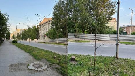 В Новосибирске засохли новые деревья: ошибки городского озеленения