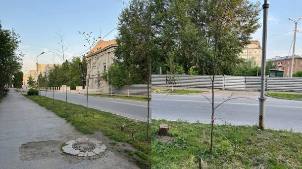 В Новосибирске засохли новые деревья: ошибки городского озеленения