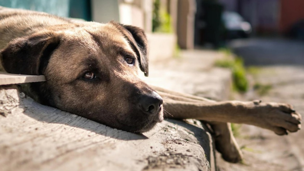 «На всех собак приютов не хватит»: за год бездомные животные покусали почти тысячу омичей