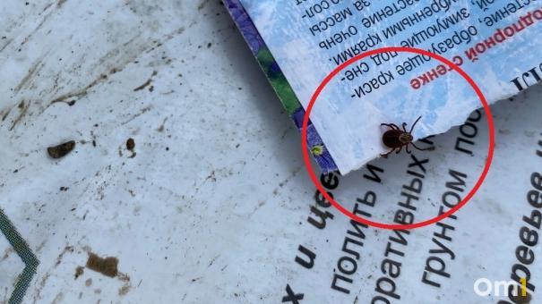 Клещи за неделю покусали более 2 тысяч жителей Новосибирской области
