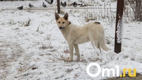 Спустя два месяца в Омском районе отменили карантин по бешенству