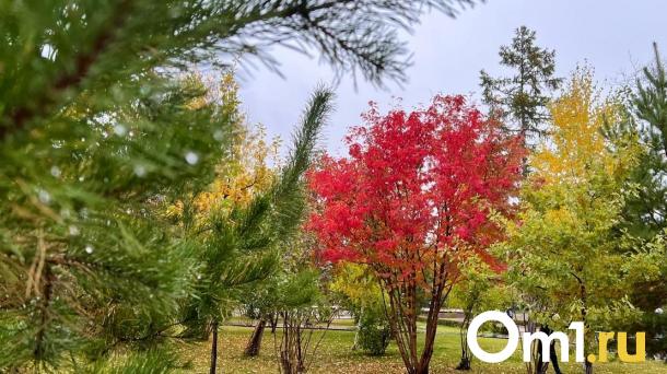 Мэрия Омска получила почти 15 миллионов за вырубку деревьев в городе