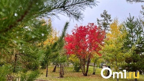 Около Омской крепости высадили ещё 100 деревьев