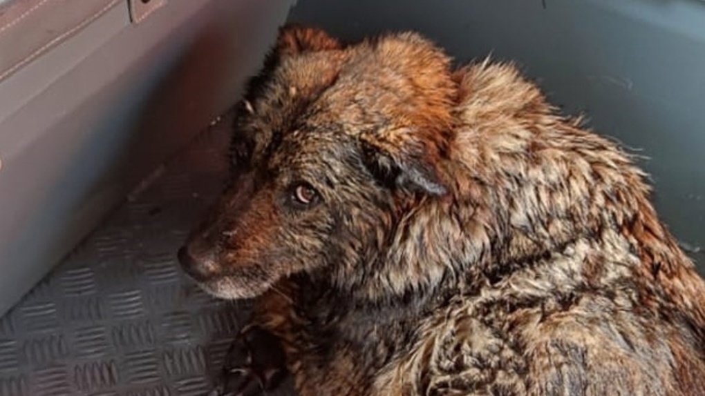 В Новосибирске спасатели вытащили из воды провалившуюся под лёд собаку