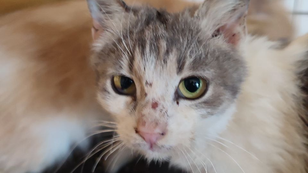 Спасённого под Луганском кота приютит новосибирская семья