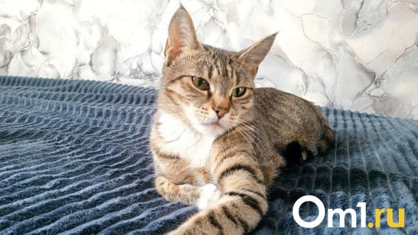 Омичам рассказали, какие правила действуют при статусе Pet-Friendly в отелях и гостиницах
