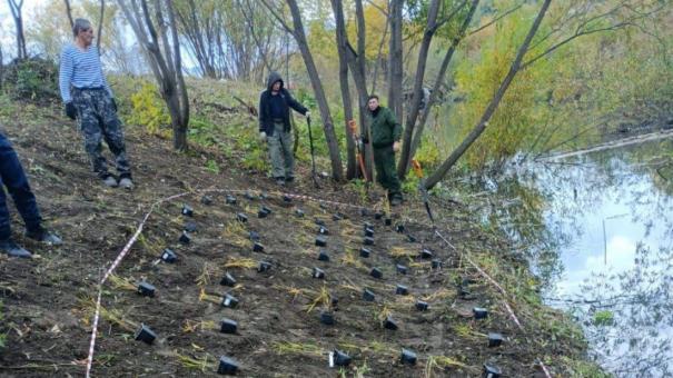 Дикорастущие виды растений высаживают в парке «Каменка» в Новосибирске