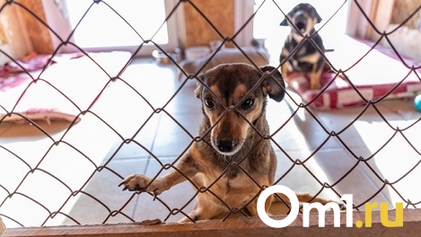 В Новосибирске разработают проект приюта для животных за 10 млн рублей