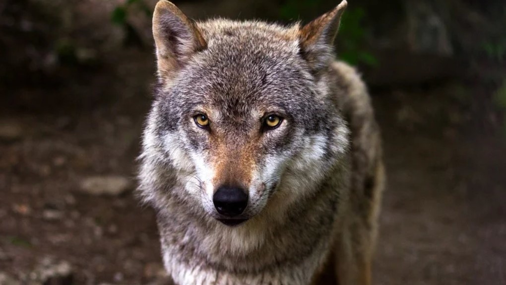 Искали грибы, нашли волка. Житель Омской области наткнулся в лесу на хищного зверя