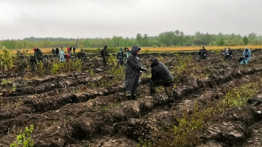 В Омской области за несколько часов высадили 12 тысяч сеянцев сосны