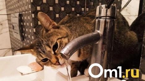 Омичи с Левобережья на две недели останутся без воды