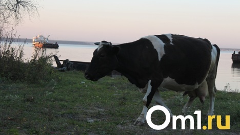 Фантомную животноводческую ферму обнаружили в Новосибирской области