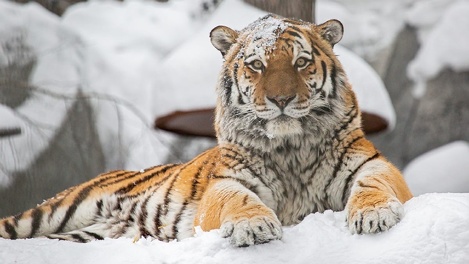 В Новосибирском зоопарке могут поднять цены на билеты