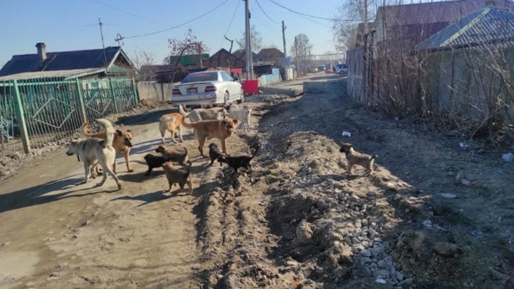 Ставят уколы после укуса: стая бродячих собак напала на ребёнка в Новосибирске