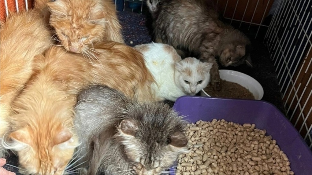 В Бердске пенсионерка содержала 35 кошек в жутких условиях