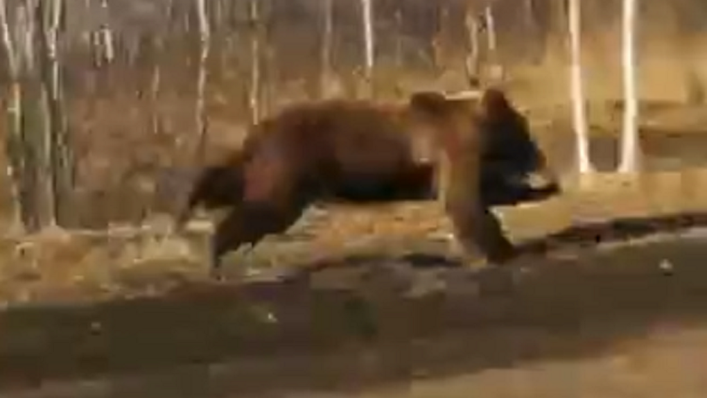 В Омской области очевидцы засняли бегущего по дороге медведя