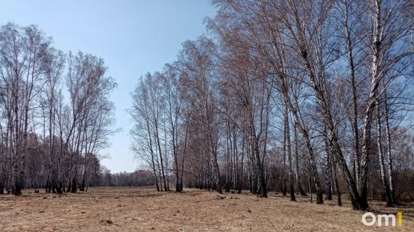 Профессор ОмГАУ раскритиковал идею запрета пала сухой травы в Омской области