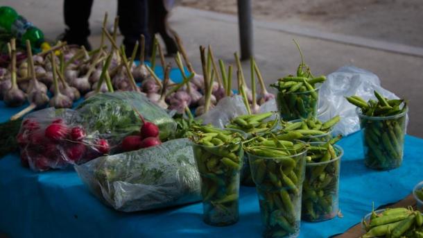 30 тонн урожая с гектара: новосибирские аграрии побеждают суровый климат