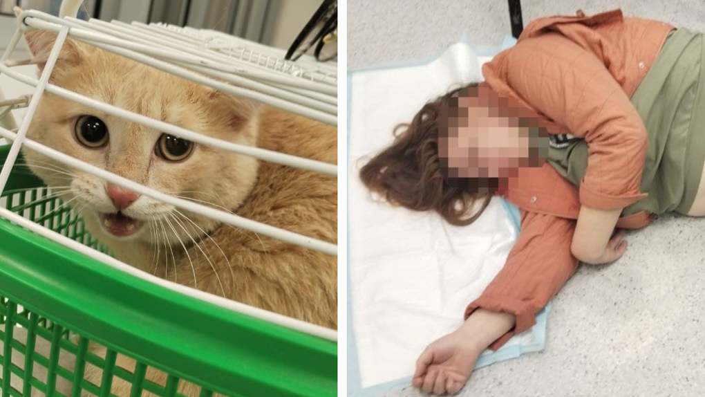 Пьяная жительница Новосибирска уснула на полу в ветклинике — ей и коту вызвали скорую