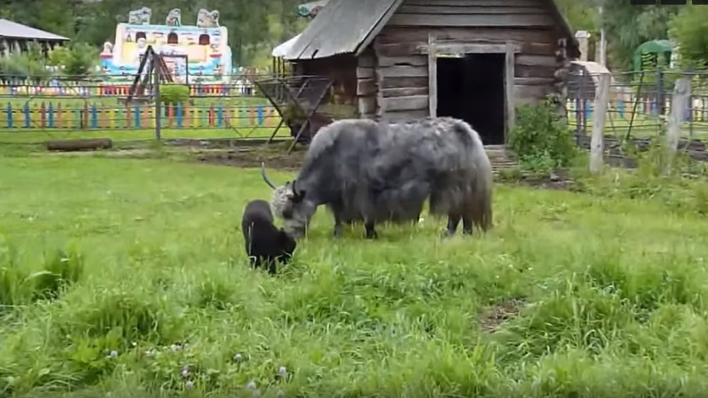 В зоопарке Омской области появился на свет тибетский бычок