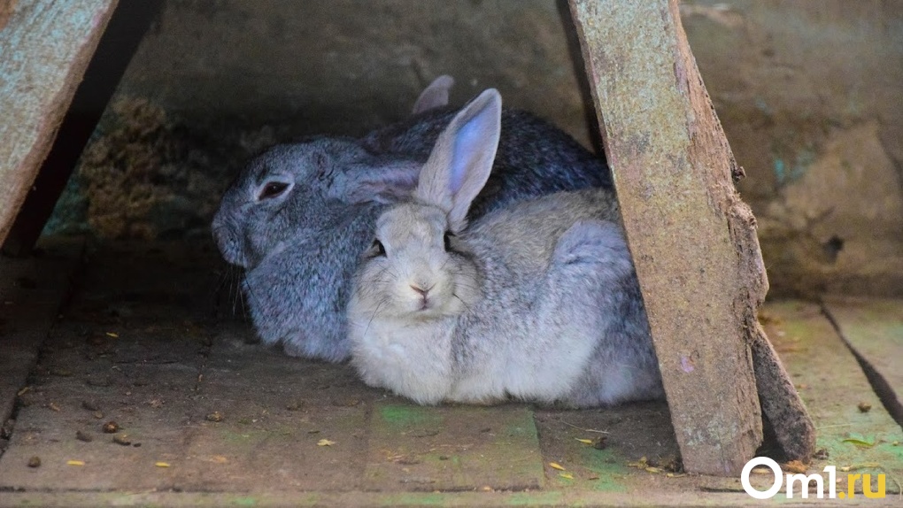 Уголовное дело за кроликов. Пьяный приятель жителя Омской области присвоил себе животных