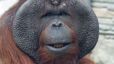 Любимцы публики: Новосибирский зоопарк отмечает День обезьян