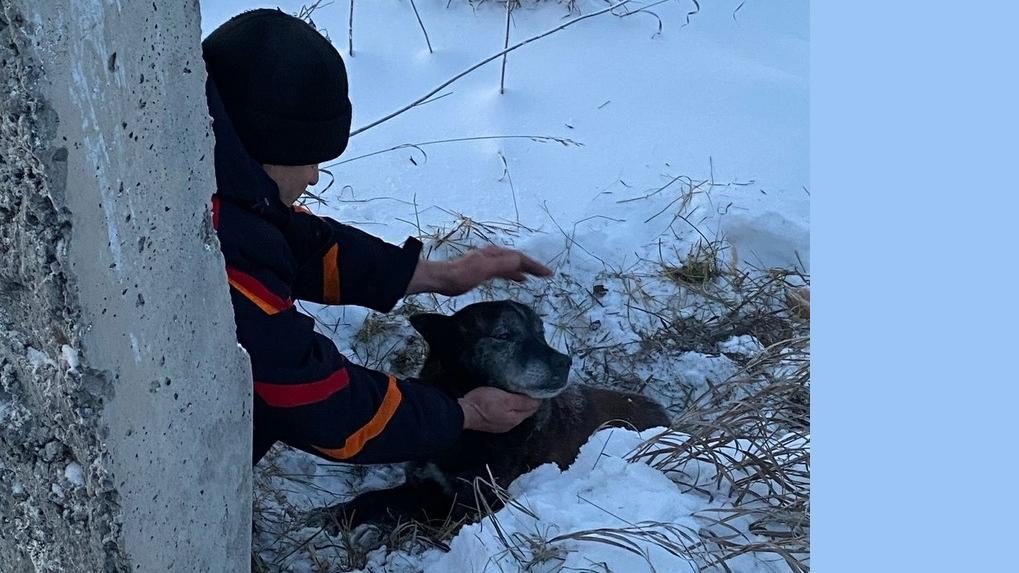 В аномальные морозы Хатико нашли на трассе под Новосибирском