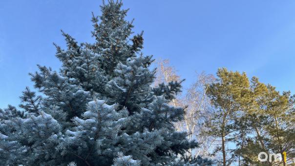 Сильные морозы: стало известно, когда в Омск придёт серьёзное похолодание