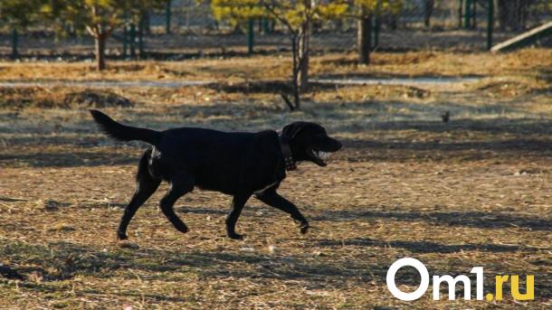В Омске с хозяина собаки, укусившей ребёнка, взыскали 25 тысяч рублей