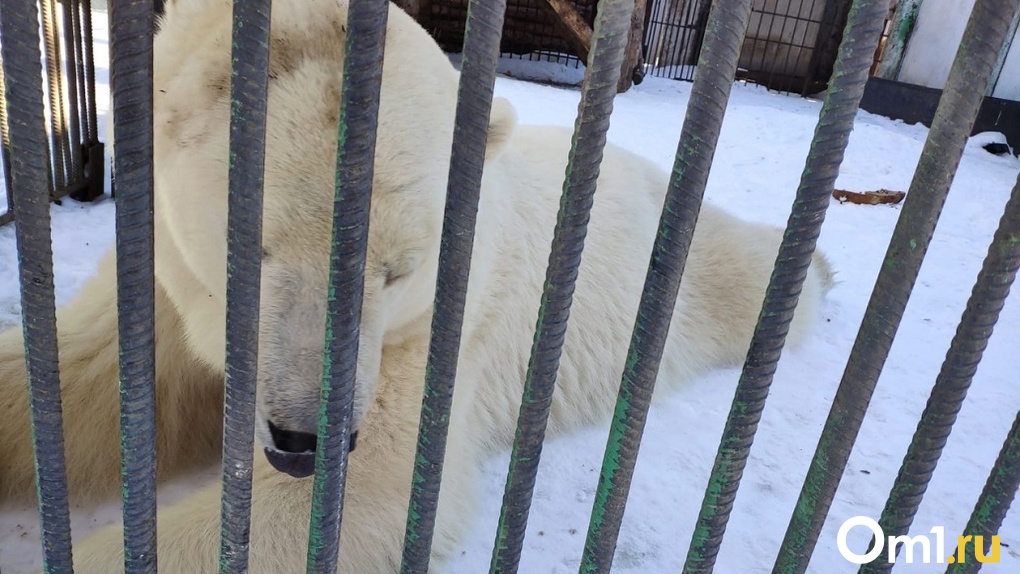 В Большереченском зоопарке отметили День полярного медведя