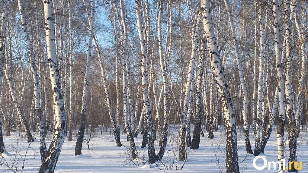 Задавило насмерть: новосибирский подросток погиб при заготовке дров