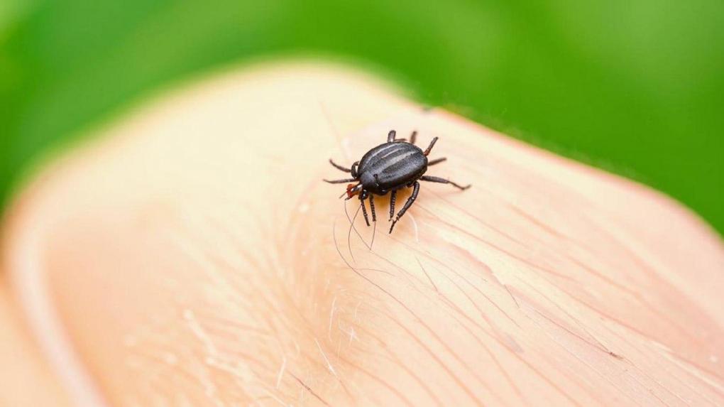 Леса таят угрозу: в Новосибирской области растёт число обращений из-за укусов клещей