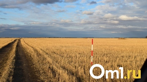 Элеватор на 200 тысяч тонн зерна появится в Омской области