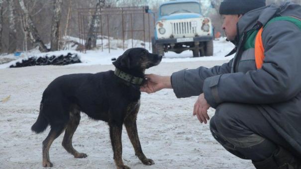 Хвостатые охранники новосибирского полигона ТБО получили фирменные аксессуары