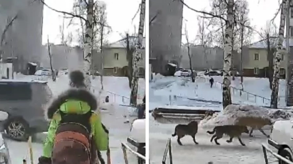 Агрессивная собака порвала ногу девочке в Новосибирске