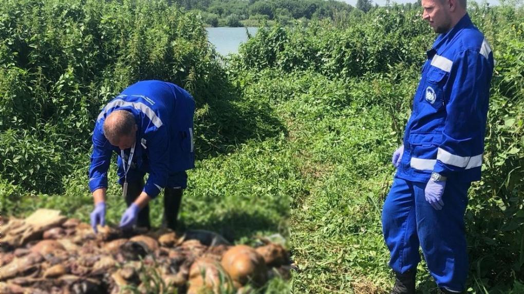 Свалку останков животных ликвидировали в Юго-Западном районе Новосибирска