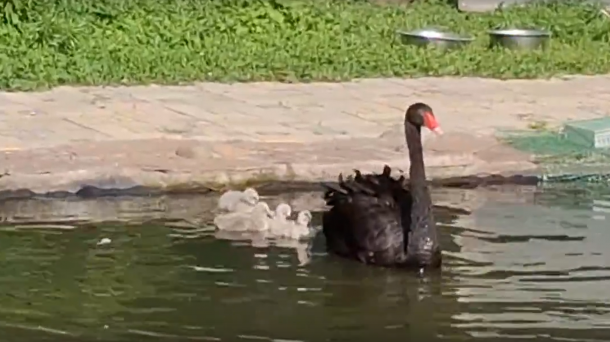 «Малышня освоилась сразу»: в Омском зоопарке появились птенцы чёрных лебедей