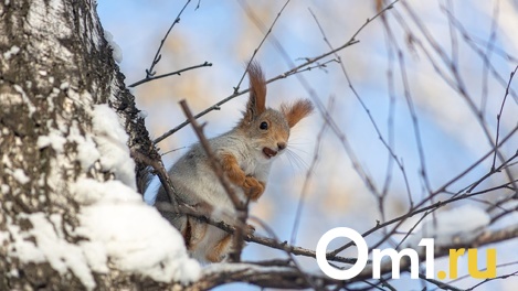 В выходные в Новосибирске потеплеет до -6 градусов